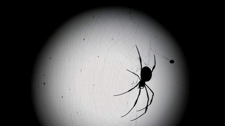 A spider is silhouetted against the moon as it spins a web during a clear autumn night in Sydney Apr..
