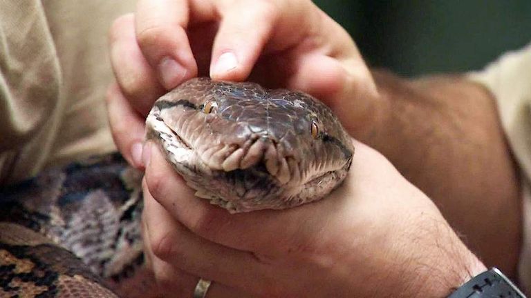 Chester Zoo Snake Gets Heart Ultrasound 