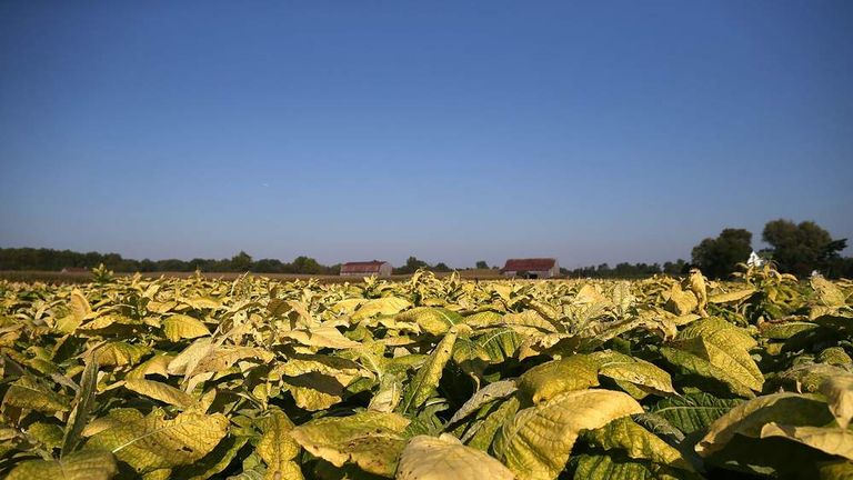 tobacco industry in usa American Tobacco Company