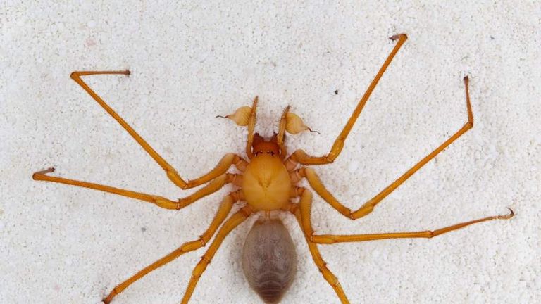 Researchers discover new spider species in Israel 