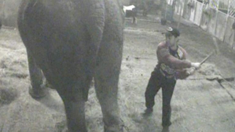 A grab of a video recording of a circus elephant being hit