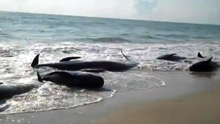 Entire pod of whales dies in worst mass whale stranding in Britain