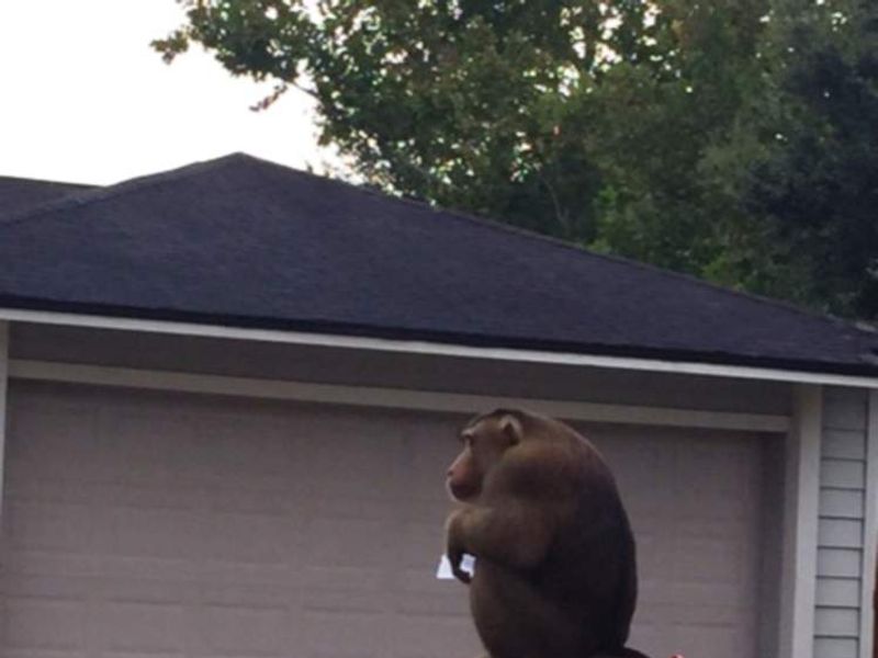 Monkey Found Eating Letters On Mailbox | US News | Sky News