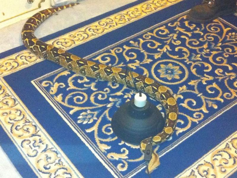 Boa Constrictor Warning: Snake On The Loose | UK News | Sky News