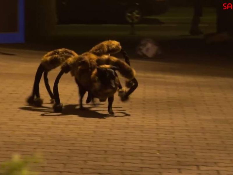 Spider dog sales