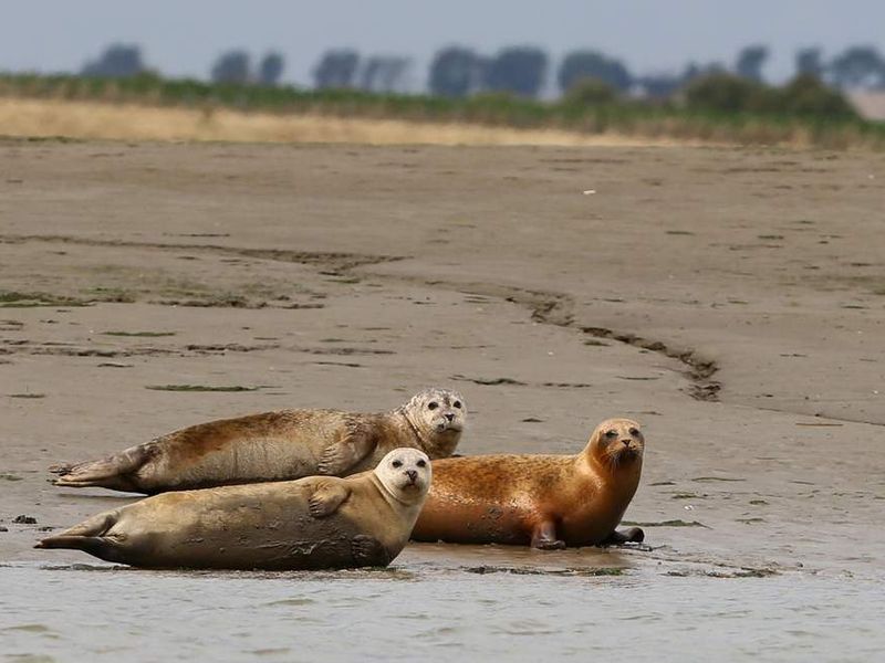 'Incredible' Thames Seal Count