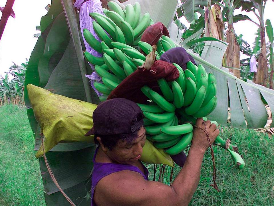 blood bananas chiquita in colombia Chiquita brands international and its leaders learned a very hard lesson about paying off terrorist groups to protect their employees over the past 25 years, no place has been more perilous for companies than colombia, a country that is finally beginning to emerge from the effects of civil war and. blood bananas chiquita in colombia Chiquita brands international and its leaders learned a very hard lesson about paying off terrorist groups to protect their employees over the past 25 years, no place has been more perilous for companies than colombia, a country that is finally beginning to emerge from the effects of civil war and.