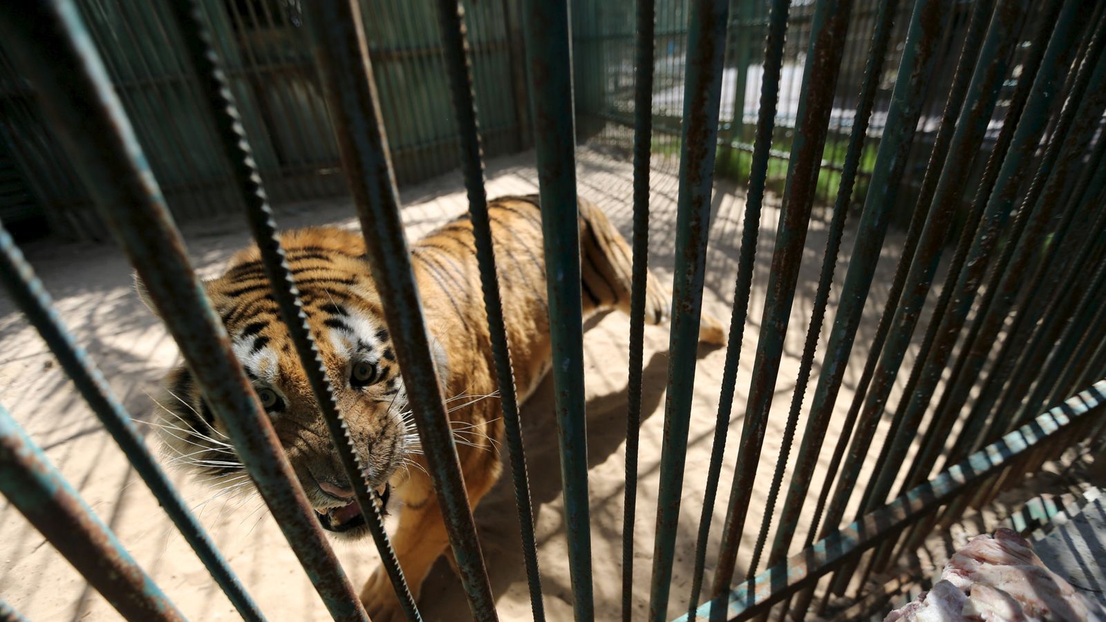 'Worst Zoo In The World' Closes In Gaza Strip As Animals Rescued