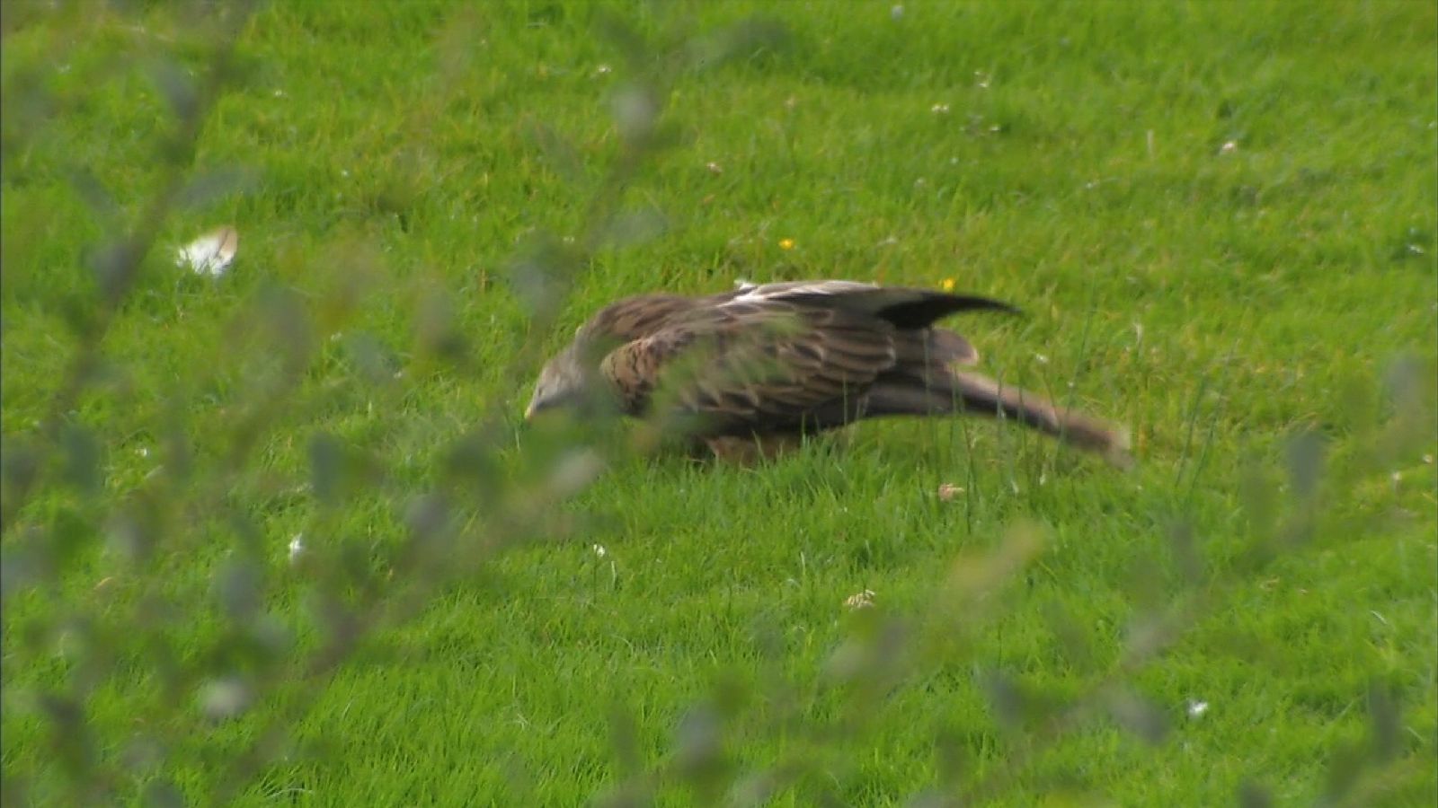 Red Kites Thriving After Nearly Dying Out In UK UK News Sky News