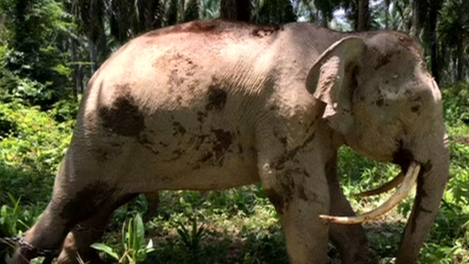 Rare Downward Tusked Elephant Found | World News | Sky News