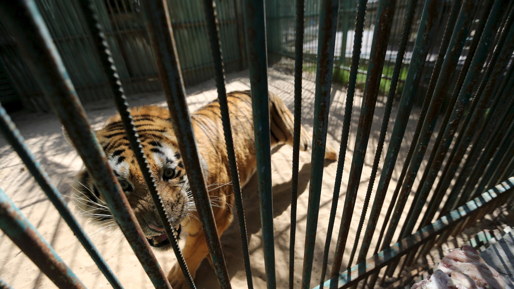 'Worst Zoo In The World' Closes In Gaza Strip As Animals Rescued