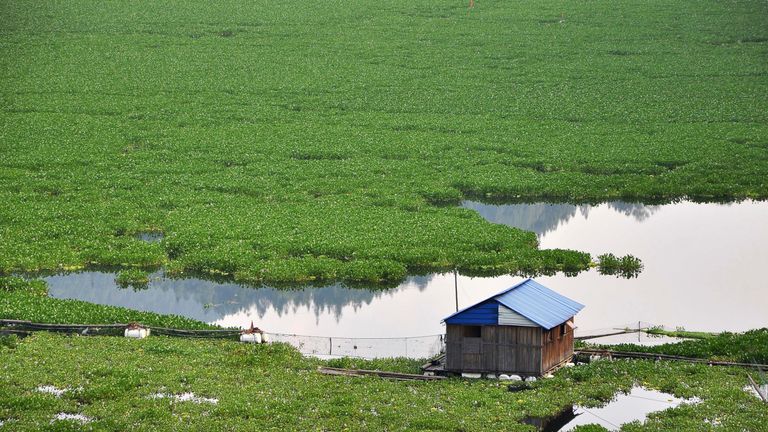 Water hyacinths can spread rapidly