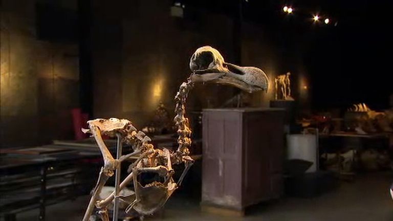 The Dodo skeleton is incredibly rare
