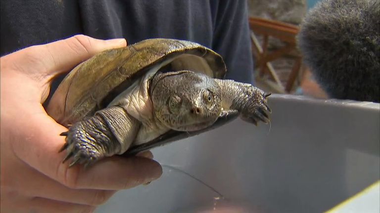 Surprise Return Of Missing Turtle Clyde After Aquarium Theft | UK News ...