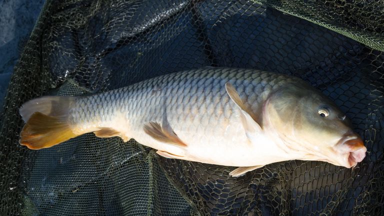 Carp are not native to Australia and are considered a pest Pic: Flickr/myfrozenlife