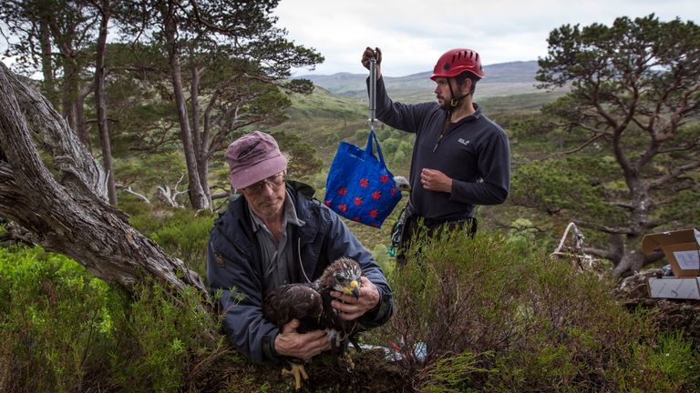 INVERNESS, SCOTLAND - JUNE 29: Two seven and a half week old Golden Eagle chicks are measured and weighed at a remote nest site near Loch Ness on June 29, 2015 in the Highlands, Scotland. 