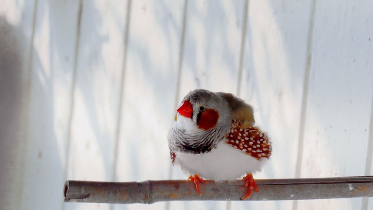 Zebra finches sing a special song to their unborn chicks