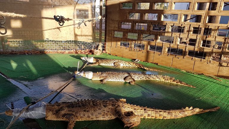 Crocodiles dumped at Taminmin high school