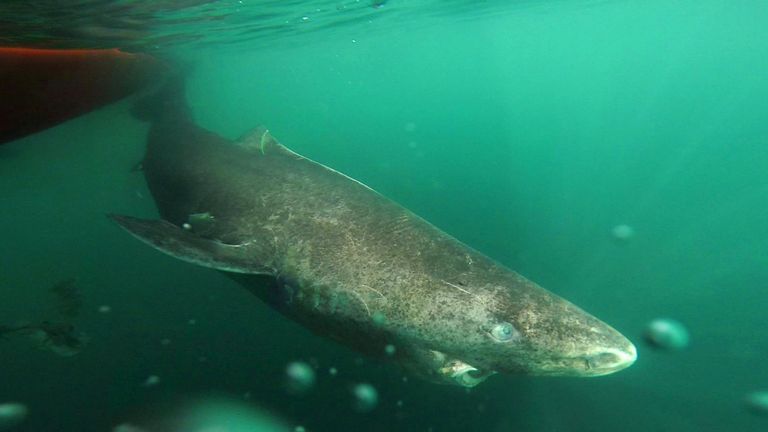 Shark Found In British Waters Can Live To Grand Age Of 400 - 