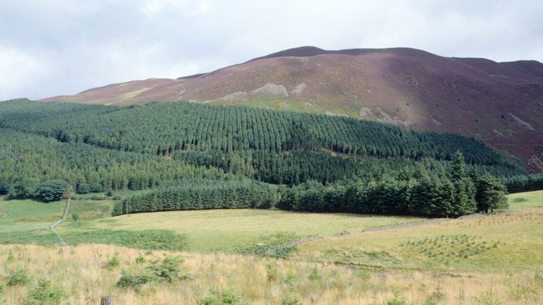 Darling How from Swinside. Example of bad landscape forest design. Whinlatter Forest Park. North England
