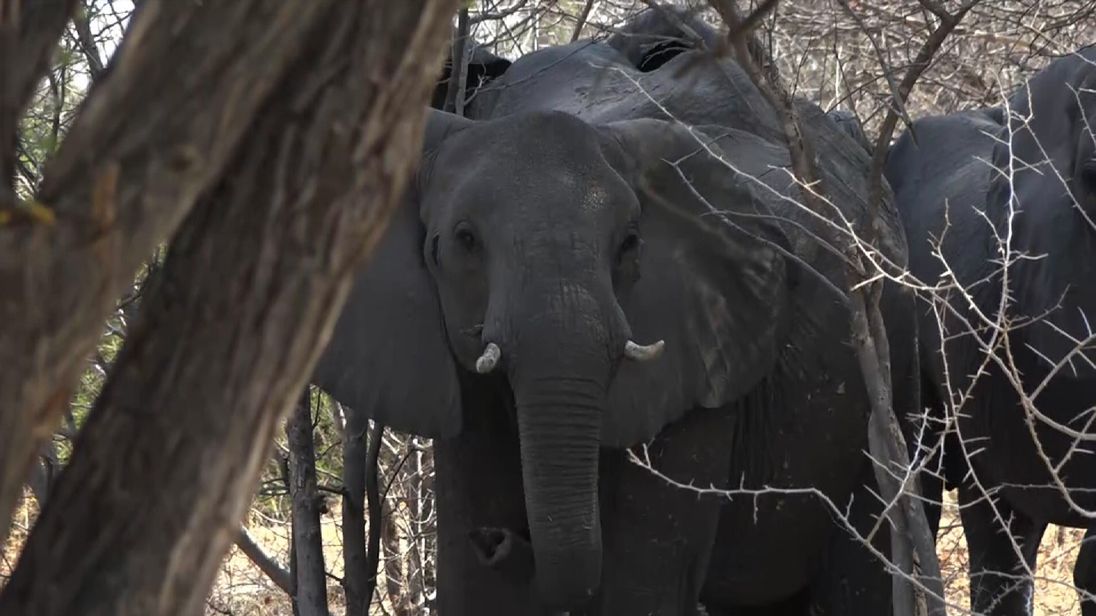 Wildlife conference in South Africa to help save elephants