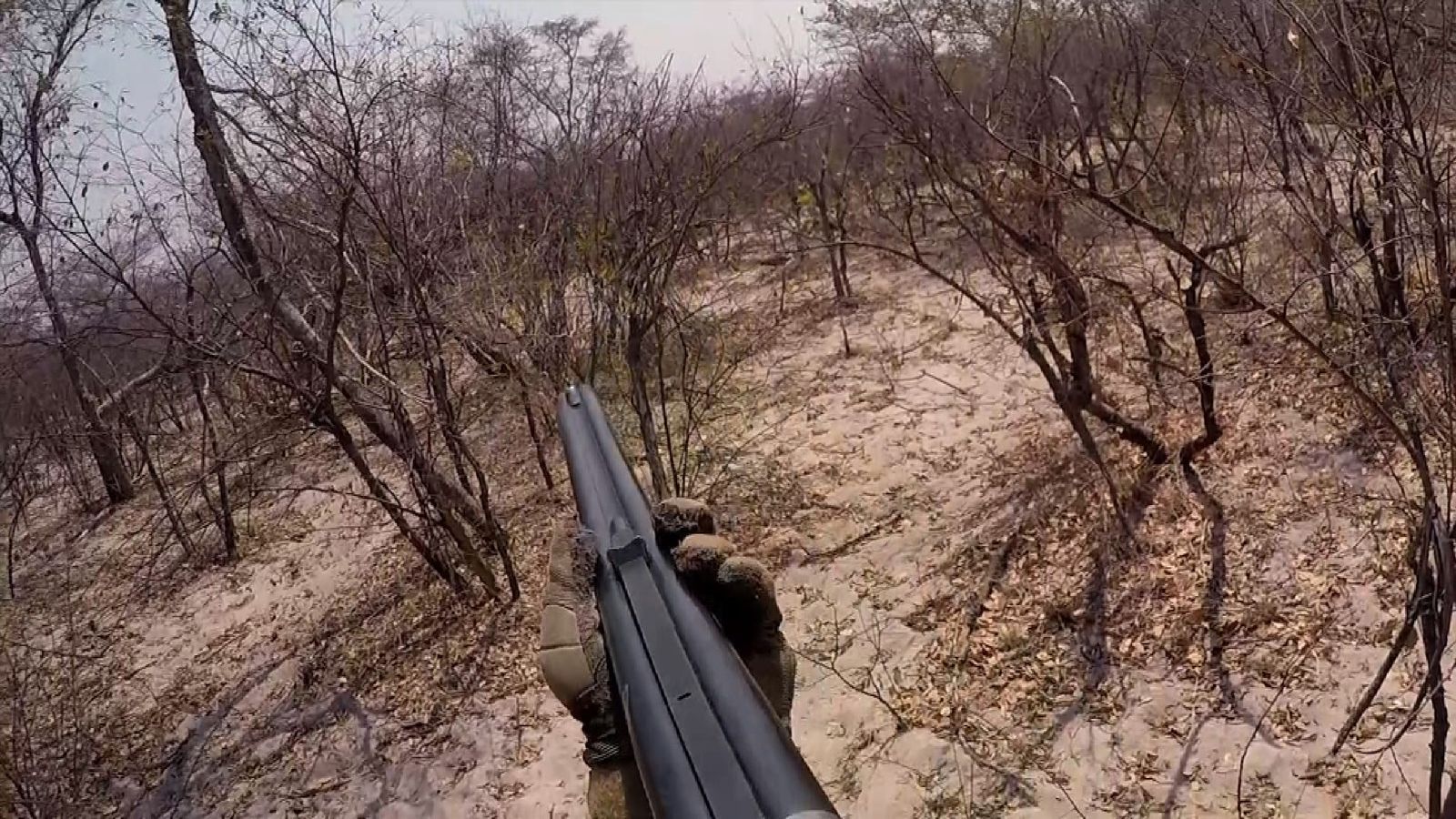 Shooting elephants to save the species Scoop News Sky News