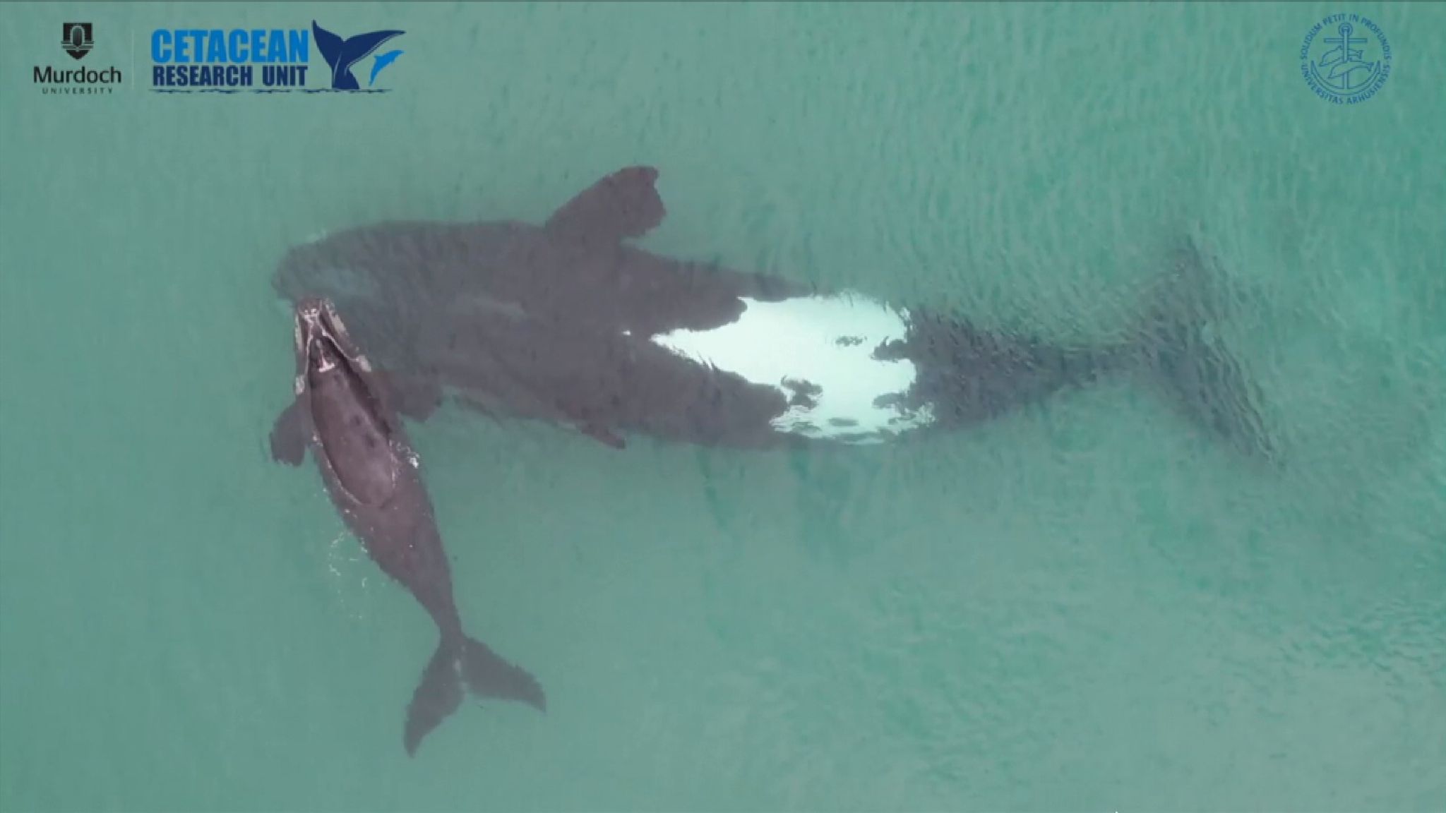 Drone captures footage of rare white whale calf | World News | Sky News