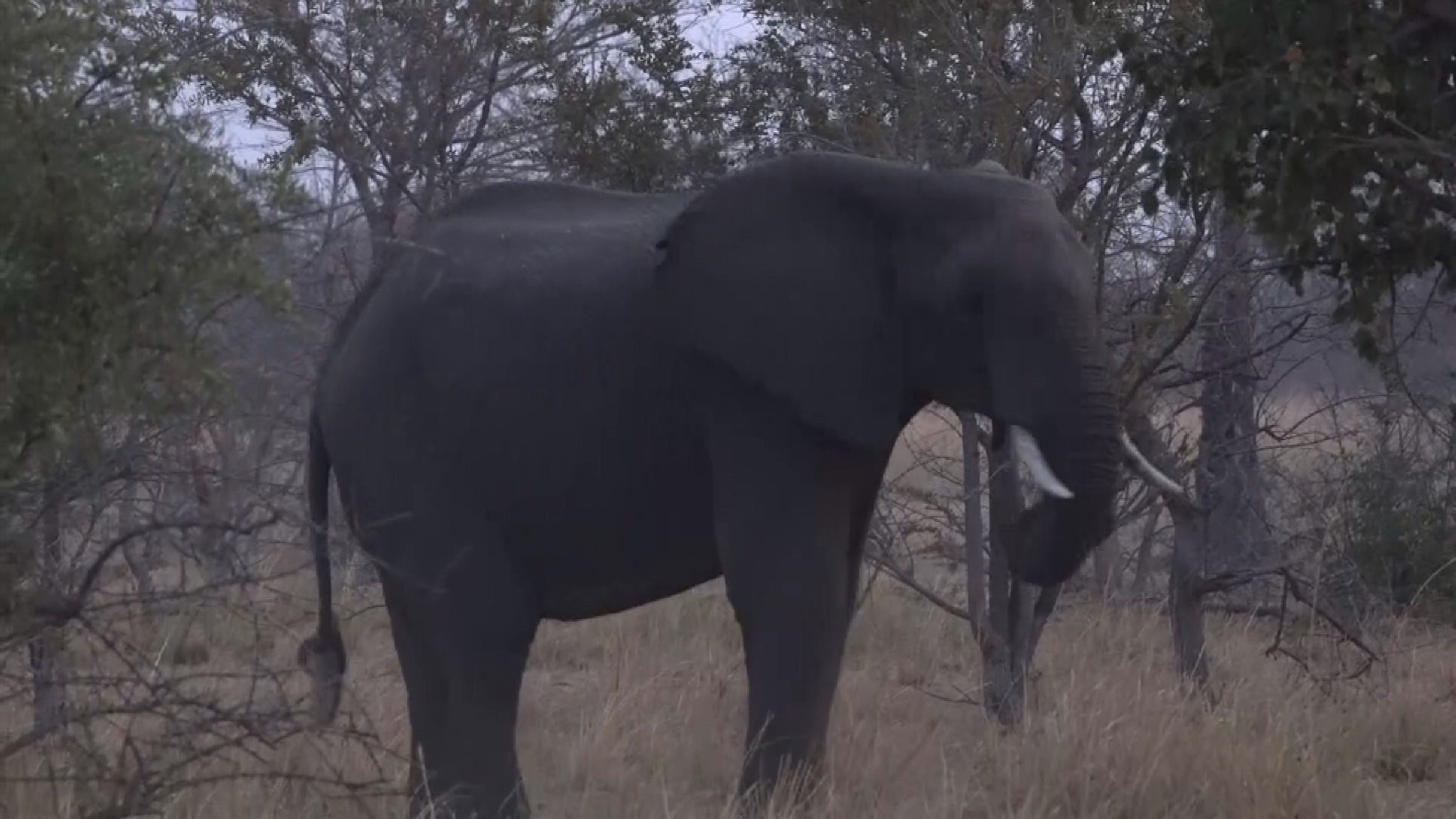 More than 100,00 elephants killed for ivory over decade, new figures