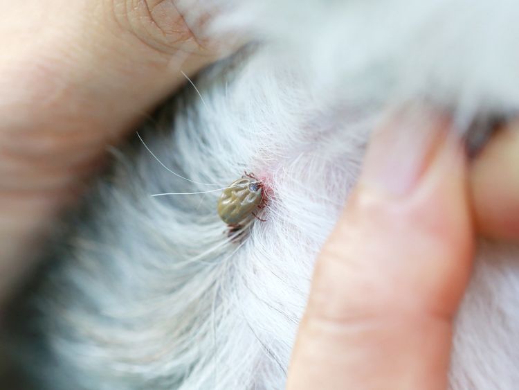 Lyme Disease Fears As One Third Of UK Dogs Are Carrying A Tick