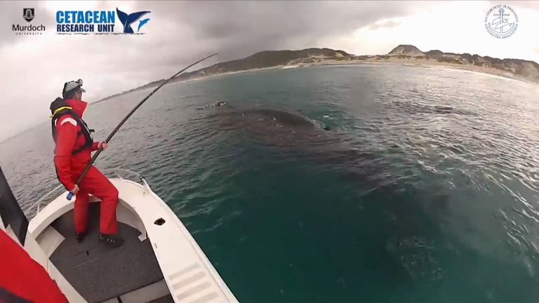 Drone captures footage of rare white whale calf | World News | Sky News