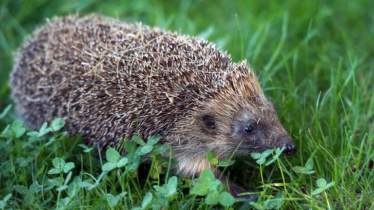 Hedgehogs are under threat in Britain