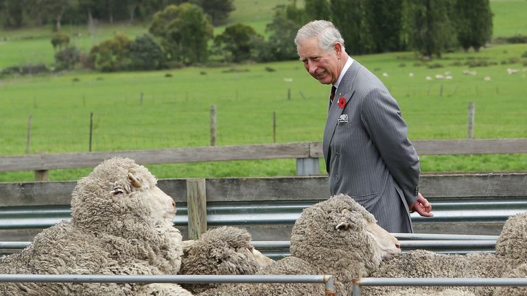 Prince Charles observes some sheep in Hobart, Australia