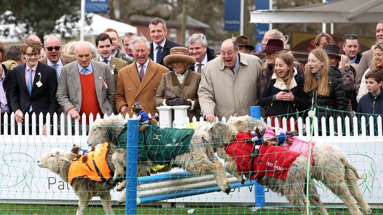 Prince Charles and the Duchess of Cornwall watch some sheep jumping over fences during the &#39;Lamb National&#39; at Ascot racecourse