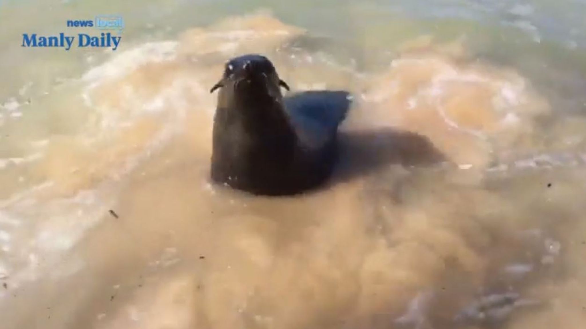 'Incredibly aggressive' seal attacks surfer at Sydney beach World