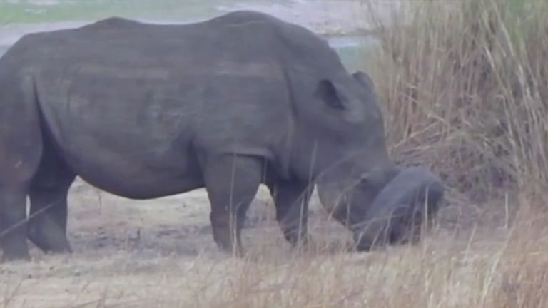 A white rhino that got trapped in a tyre before it was freed by vets