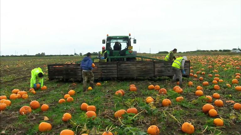 Czech labourers picking pumpkins from a field in Yorkshire