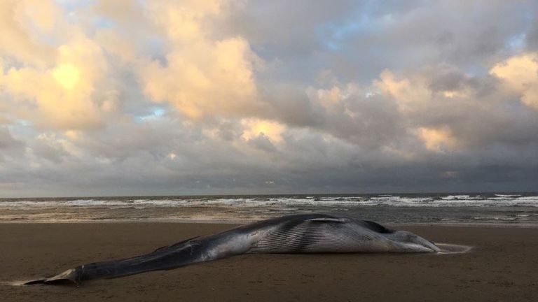 The whale was already dead when it washed ashore    Pic: @Pennyshotbirdin