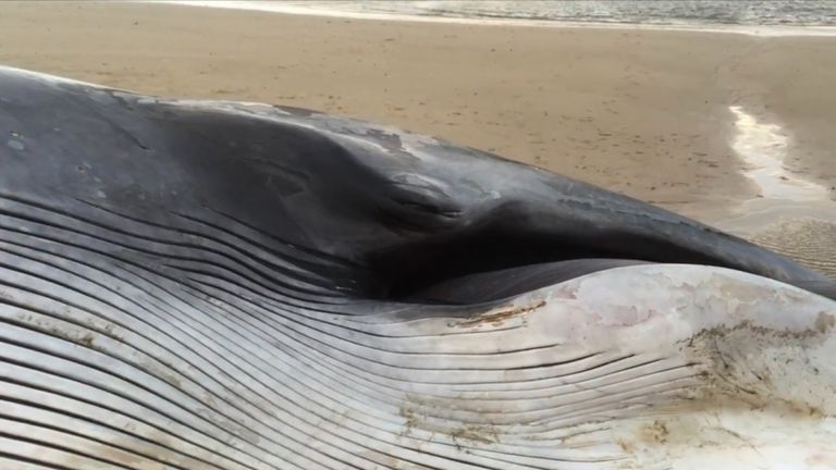 A 40ft fin whale has washed up on a beach in Norfolk
