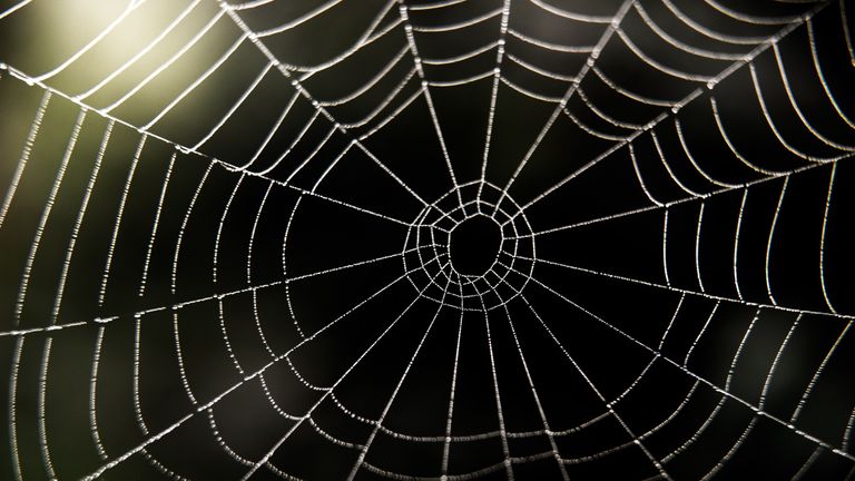 Spiders can tune the tension of their webs to act like a guitar string, say researchers
