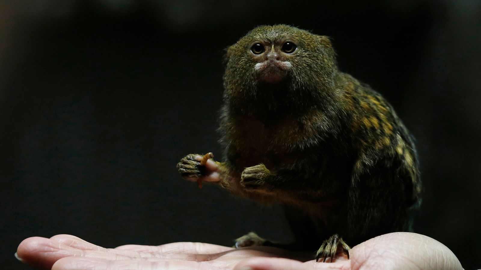 Stolen pygmy marmoset baby reunited with mum at Australian zoo | World ...