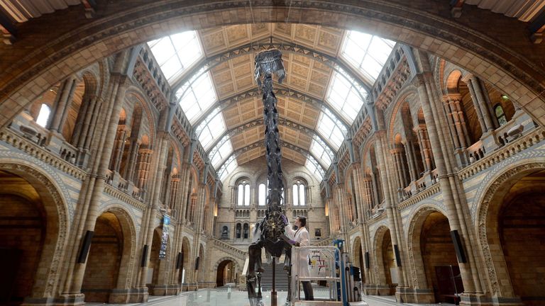 Dippy the Diplodocus is heading to a museum near you