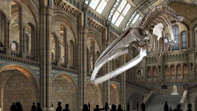 Dippy is being replaced by a blue whale in Hintze hall next year