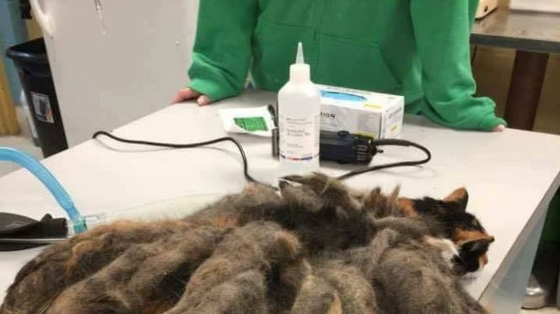 Neglected cat found covered in pounds of matted fur 'dreadlocks'