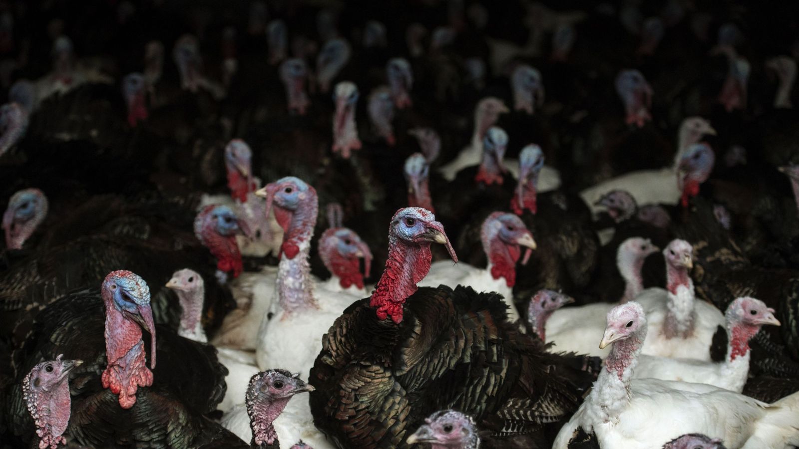 Bird Flu Confirmed At Lincolnshire Farm With 5000 Turkeys Uk News Sky News