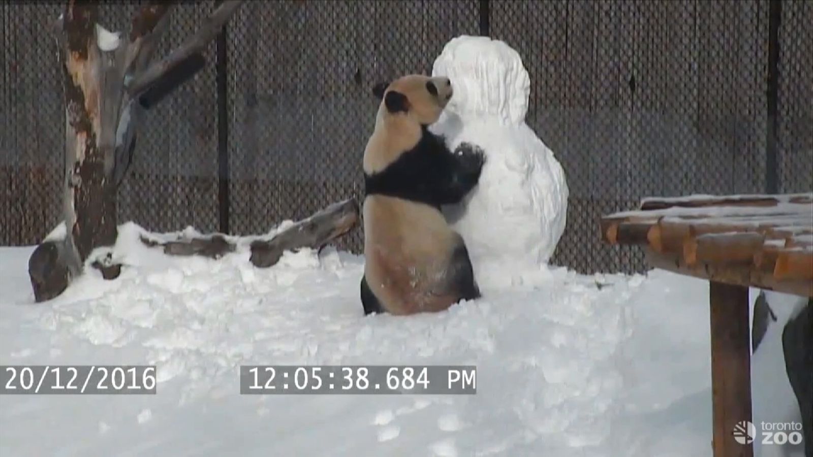 Heavyweight contest: Panda v snowman... who will win? | Scoop News ...