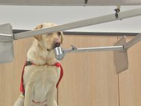 Eight dogs are being trained using samples from real prostate cancer patients 