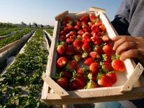 Fruit-picking is among jobs ministers fear will not be filled if low-skilled workers are stopped