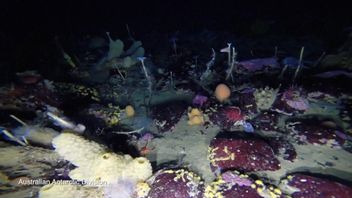 The video reveals an ecosystem of starfish, sponges, algae and worms.