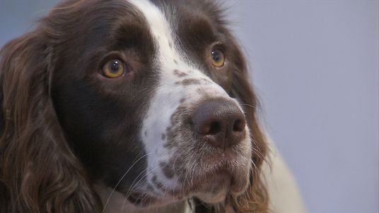 Working spaniels are particularly good at sniffing