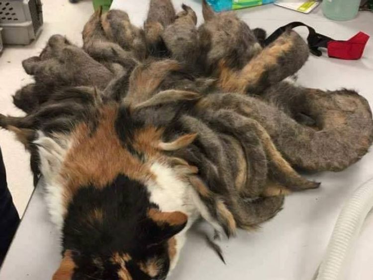 Neglected cat found covered in pounds of matted fur ...